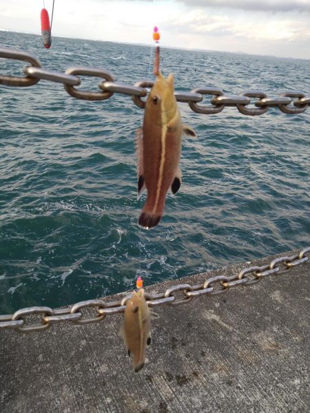 微妙なサイズのコブダイ